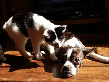 Why Do Cats Lick Dogs? 4 Vet-Reviewed Reasons