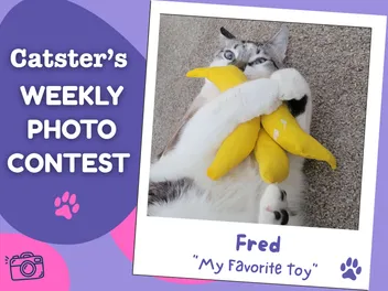 Catster’s Weekly Photo Contest Winners: My Favorite Toy (April 16, 2026)