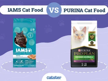IAMS vs Purina Cat Food: Our 2026 In-Depth Comparison