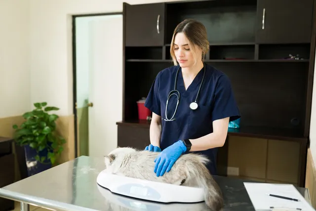 Cat Body Condition Score: What Is It & How To Work It Out