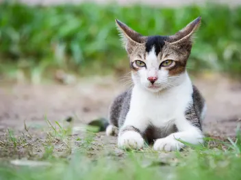 Cat Airplane Ears: 4 Vet-Verified Reasons Why Cats Do This, Facts & FAQ