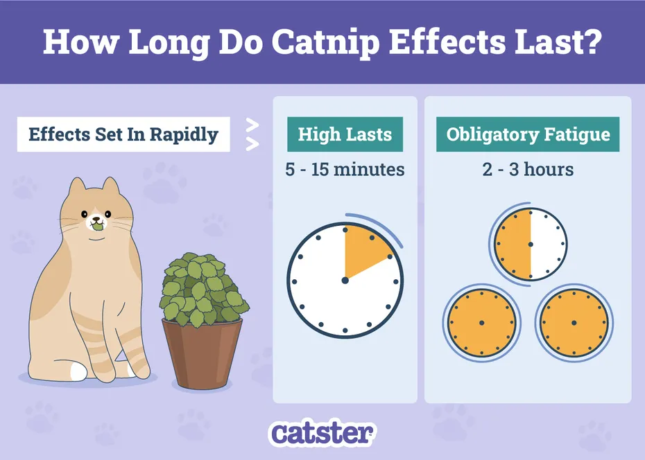 How-Long-Do-Catnip-Effects-Last