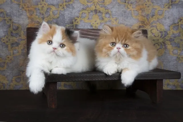 Persian Kittens for Sale in Canada: 2026 Breeders List