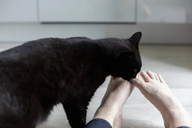 Why Is My Cat Licking Everything all of a Sudden? 5 Vet-Reviewed Reasons