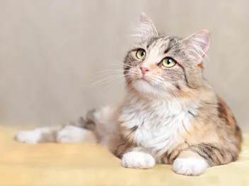 Do Cats Have Feelings? Feline Emotions Explained (Vet-Reviewed)