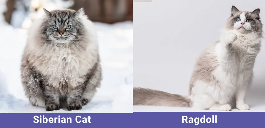 side by side Siberian Cat VS Ragdoll