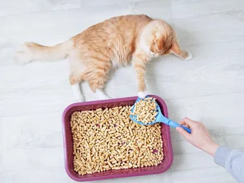 25 Useful Alternatives for Cat Litter