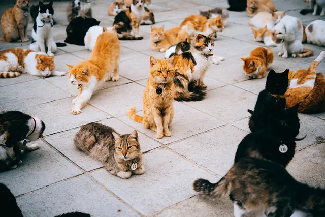 International Cat Day: When It Is & How You Can Celebrate