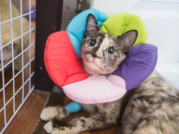 5 Vet-Approved Cat Cone Alternatives For When They Need an E-collar