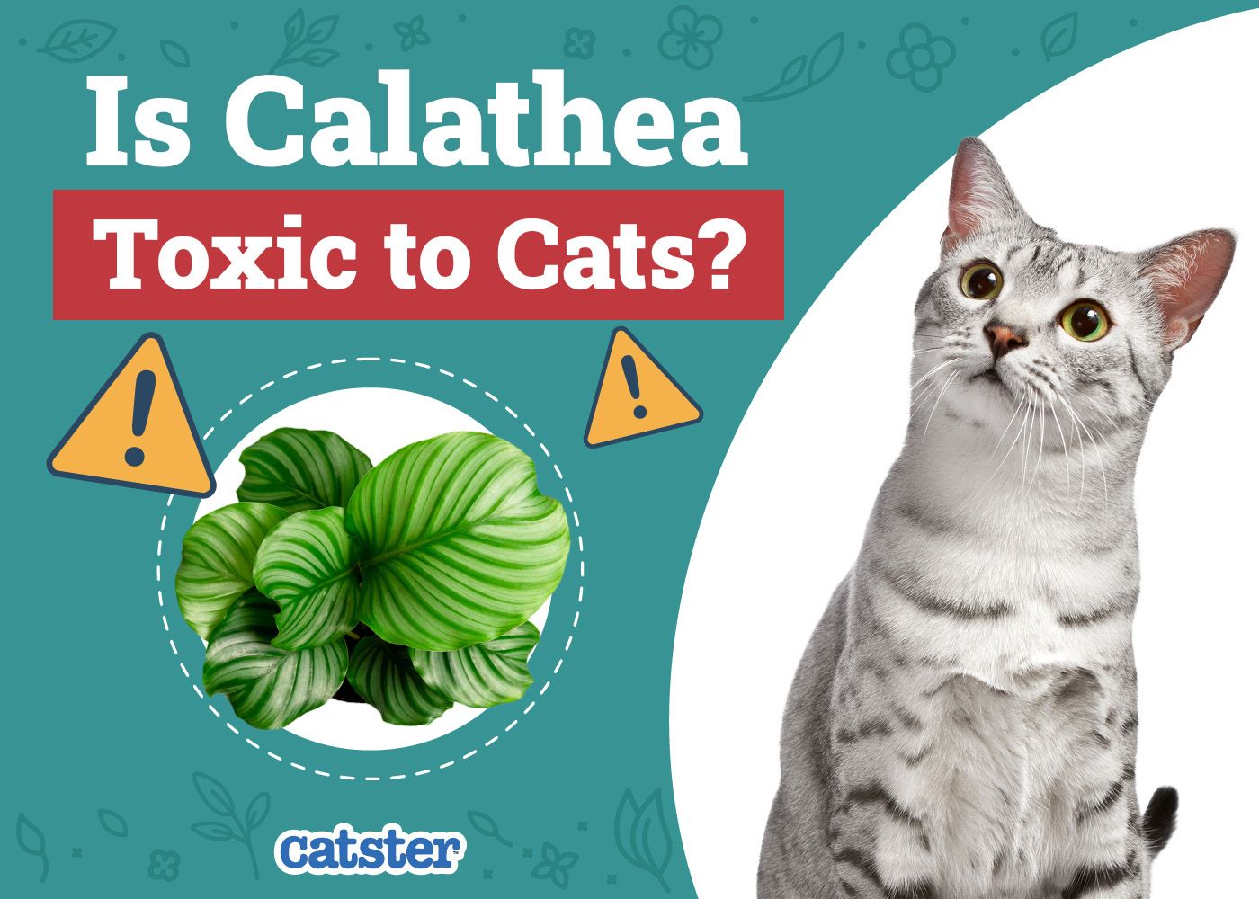 Catster_Is Calathea Toxic to Cats