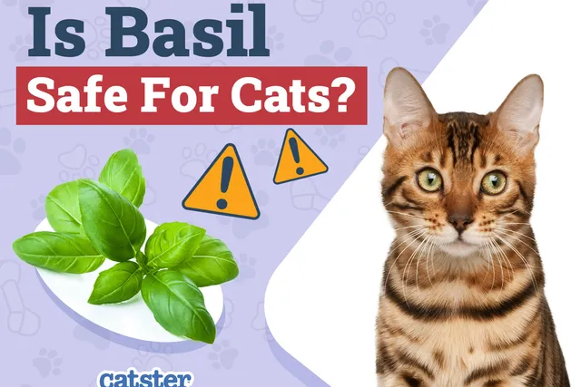 Is Basil Safe for Cats? Vet-Verified Nutritional Facts & Safety Guide