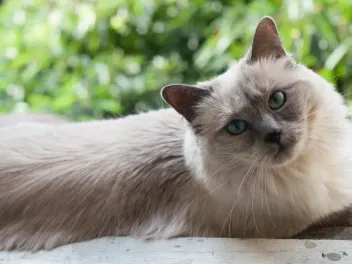 Grey and White Siamese Cats: Info, Pictures, Facts & History