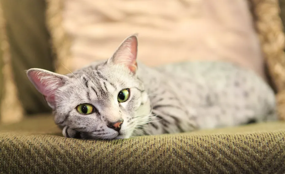 egyptian mau lying on a couch