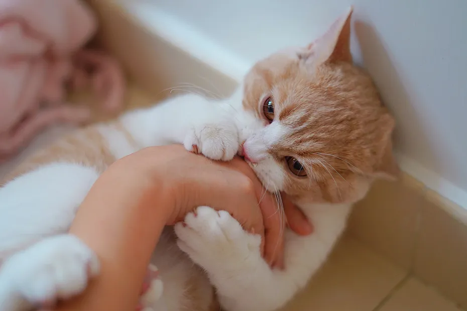 cat play biting person's hand