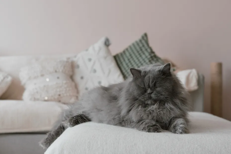 Blue Persian cat is lying on the sofa