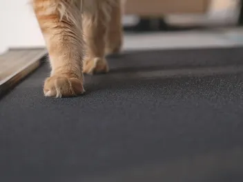 9 DIY Cat Treadmills You Can Build Today (With Pictures)