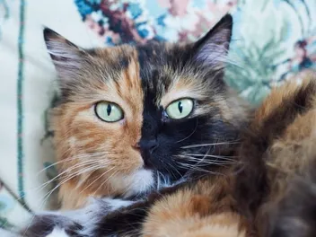 Why Do Cats Blink Slowly? Vet-Verified Behavioral Cues