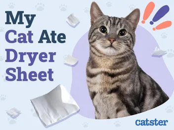 My Cat Ate a Dryer Sheet! Vet Reviewed Information & What to Do!