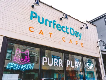 Mixing Business with Charity at the Purrfect Day Cat Cafe