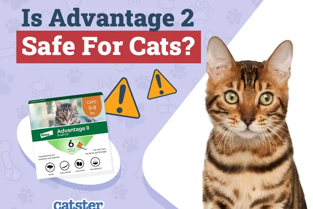 Is Advantage 2 Safe for Cats? Medication, Dosage & Usage