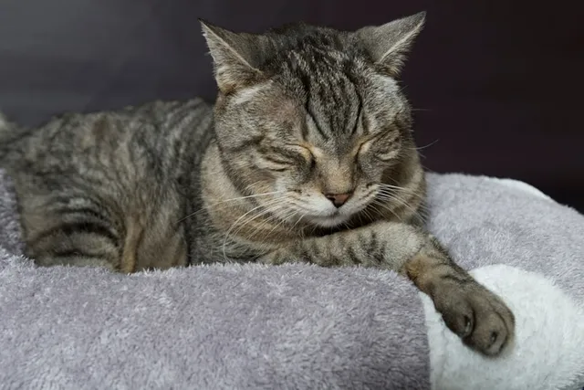 Signs an Older Cat is in Pain: 8 Vet-Reviewed Indications
