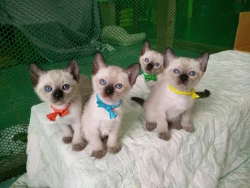 Siamese Kittens for Sale: 2026 Breeders List in the US
