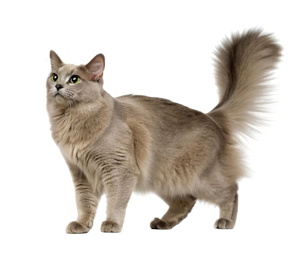 Taupe Asian Semi-Longhair (Tiffanie) cat with green eyes and a plumed tail standing against a white background