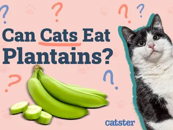 Can Cats Eat Plantains? Vet-Reviewed Benefits & Tips