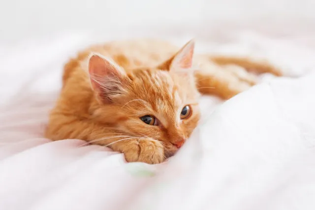 10 Pet Friendly Hotels in Key West (2026 Update)
