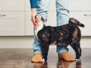 How Do Cats Learn Their Names? Interesting Facts & Info (Vet-Verified)