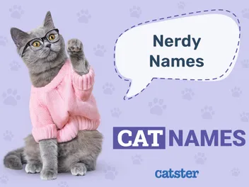 150+ Nerdy Cat Names: Great Ideas for Your Geeky Cat
