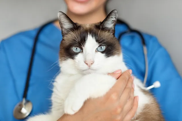 Fear-Free Vet: Vet-Verified Advantages, Disadvantages & FAQ