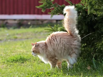 Why Do Cats Spray? Our Vet Explains the Common Reasons & Solutions