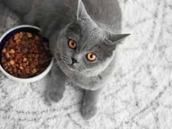 11 Best Cat Foods for Sensitive Stomachs & Vomiting in 2026 - Reviews & Top Picks