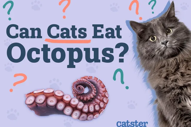 Can Cats Eat Octopus? Vet-Approved Nutritional Facts