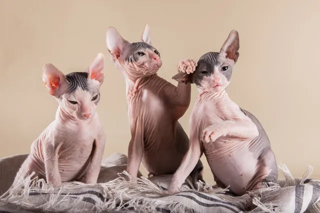 Sphynx Cats for Sale in Ohio: Breeders List 2026