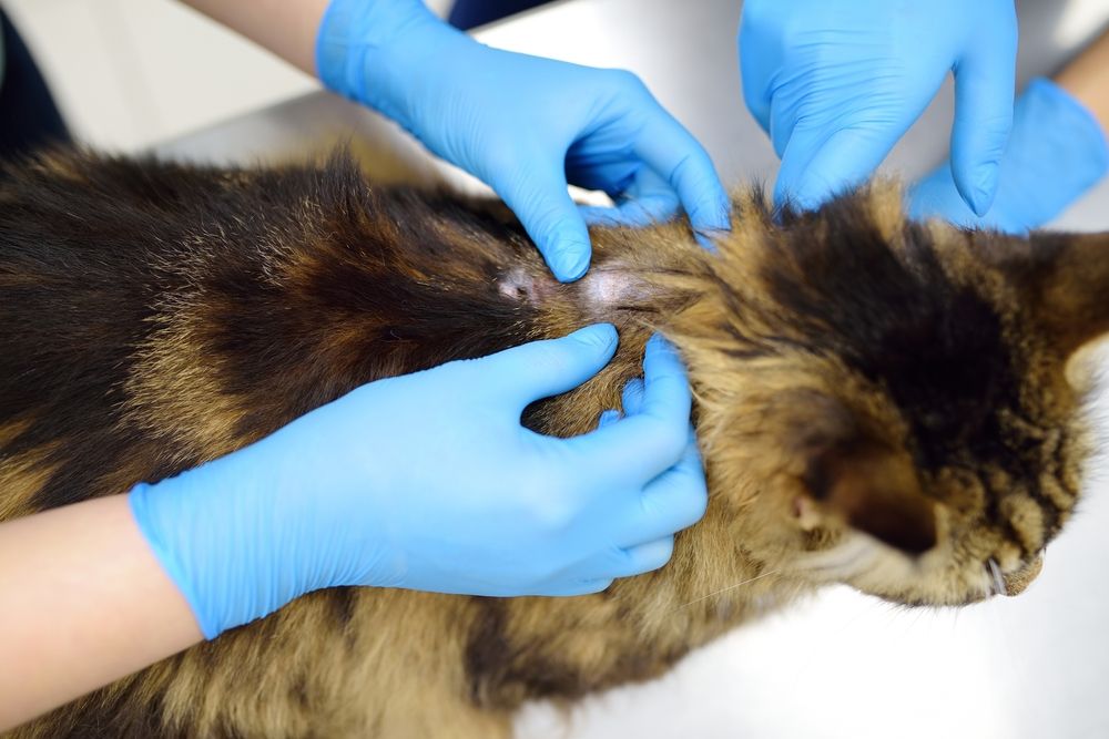 veterinarians examining a Maine Coon cat at a veterinary clinic