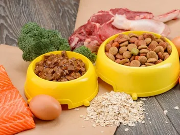 Can I Mix Wet and Dry Cat Food? Vet-Reviewed Benefits & Considerations