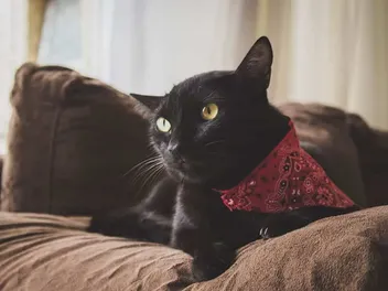 11 Free DIY Cat Bandanas You Can Make at Home (With Pictures)