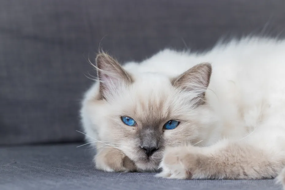 Blue point ragdoll