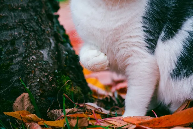 My Cat Has a Front Paw Limp, What’s Wrong? Vet Approved Advice