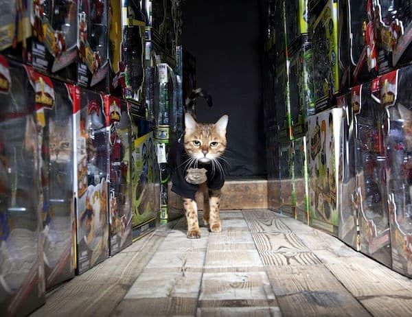 We Talk to Lisa Rogak About Her Book "Cats on the Job"