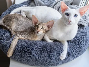 How Big Do Oriental Shorthair Cats Get? Vet-Reviewed Size & Growth Chart