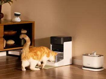 Why Every Cat Parent Needs Petlibro In Their Home
