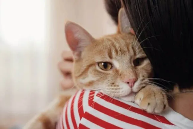 How to Evacuate With Cats: 7 Vet-Approved Tips on Preparing for Disaster