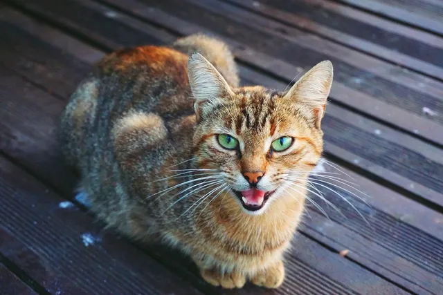 Why Do Cats Meow & Yowl? 10 Vet-Approved Reasons Behind the Behavior