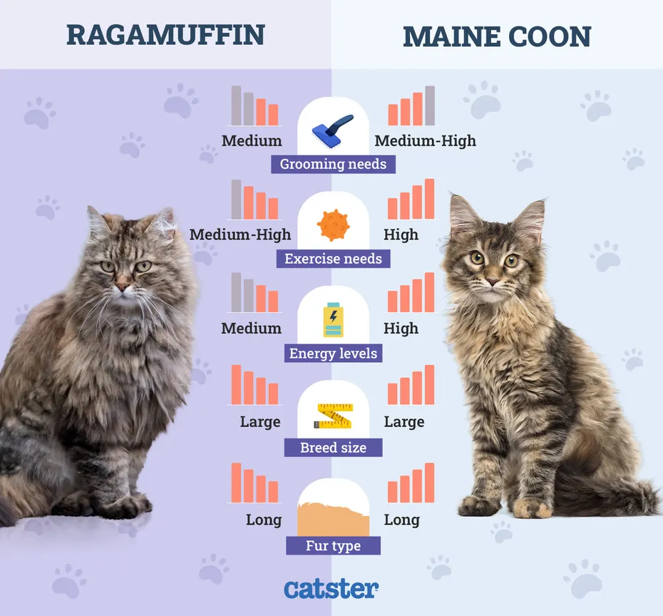 Catster_Side by Side Ragamuffin vs Maine Coon
