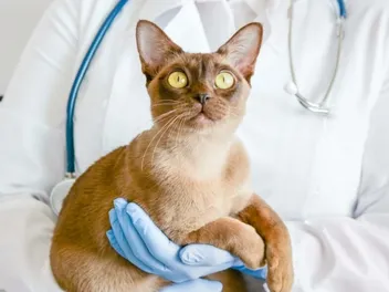 Focal Seizures in Cats: Our Vet Explains Signs, Causes & Care Tips