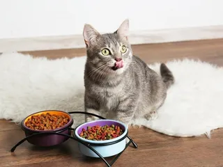 How to Stop Older Cats From Eating Kitten Food: 6 Vet Approved Tips