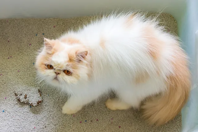 Why Does My Cat Play With Poop? 6 Possible Vet-Reviewed Reasons for This Behavior